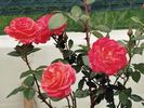 Freude ® rose photo