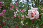 Courier rose photo