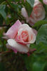 Courier rose photo