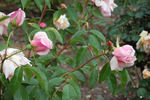 Courier rose photo