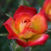 Fireworks ™ rose photo