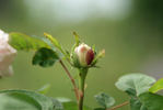 Celina Dubos rose photo