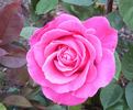 Breathless ™ rose photo