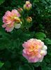 Bayreuth rose photo
