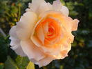 Marjorie Marshall rose photo