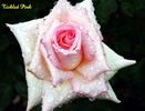 Tickled Pink rose photo
