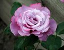 Ametista ® rose photo