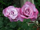 Ametista ® rose photo