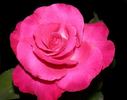 Nightingale rose photo