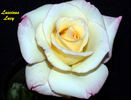 Luscious Lucy ™ rose photo