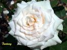 Fantasy (hybrid tea, Jackson rose photo