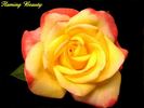 Flaming Beauty rose photo