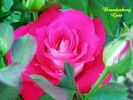 Brandenburg Gate ™ rose photo