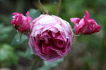 Enchantress (hybrid tea, John Cook rose photo
