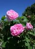 Bella Donna rose photo