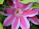 Fireworks clematis photo