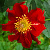 The Phantom rose photo