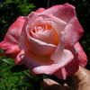 Emma May rose photo