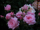 Emma May rose photo