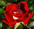 Biola Centennial rose photo