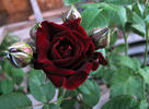 Tamango rose photo