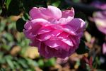 Miss Rowena Thom rose photo