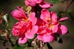 Padre rose photo