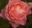 Emile Cramon rose photo