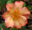 Will Henry rose photo