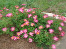Pink Drift ® rose photo