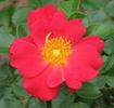 Golden Eye rose photo