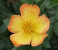 Baby Girl ™ rose photo