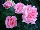 Cosima rose photo