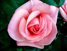 Cosima rose photo