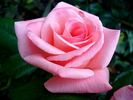 Cosima rose photo
