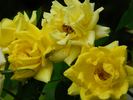 Cal Poly ™ rose photo