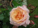Engelsgesicht rose photo