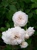 Elisa Boëlle rose photo