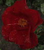 F. Ferrer rose photo