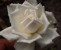 British Queen rose photo