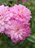 81-02-01 rose photo