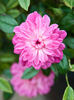 81-02-01 rose photo