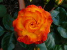 Wildcat rose photo