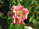 Greensleeves rose photo
