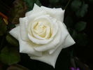 Amazing Grace '07 rose photo