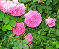BCG2 rose photo