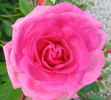 BCG2 rose photo
