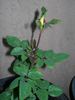 BR5-04 rose photo