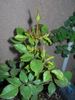F5-01 rose photo