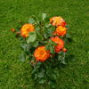 Wildcat rose photo